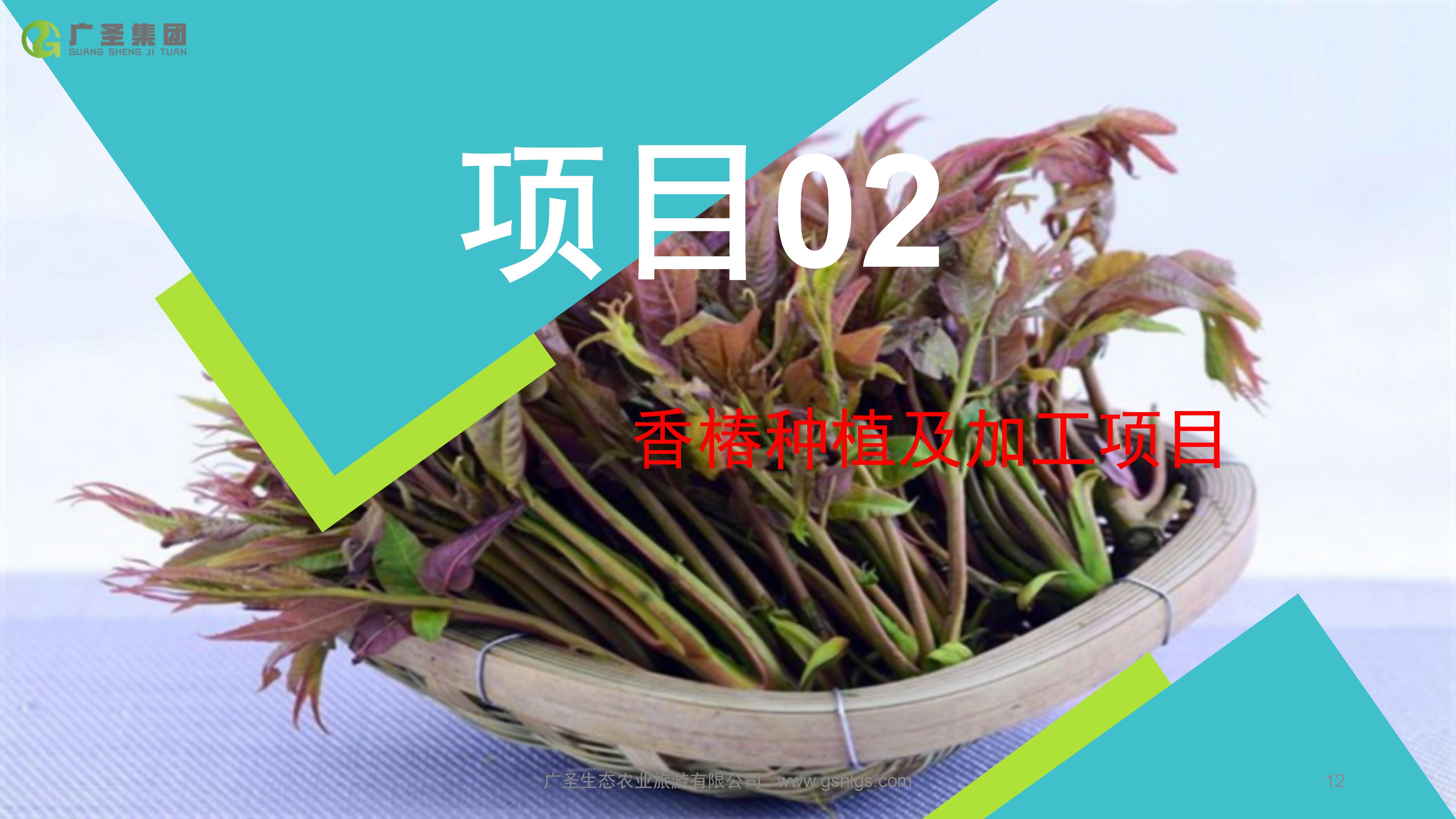 广圣农旅-香椿种植项目介